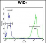 RT4I1 Antibody  (C-term)